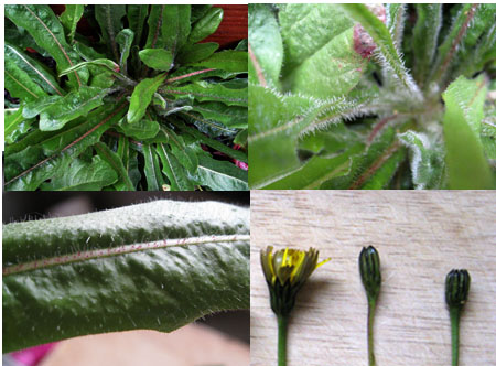 false-dandelion-collage
